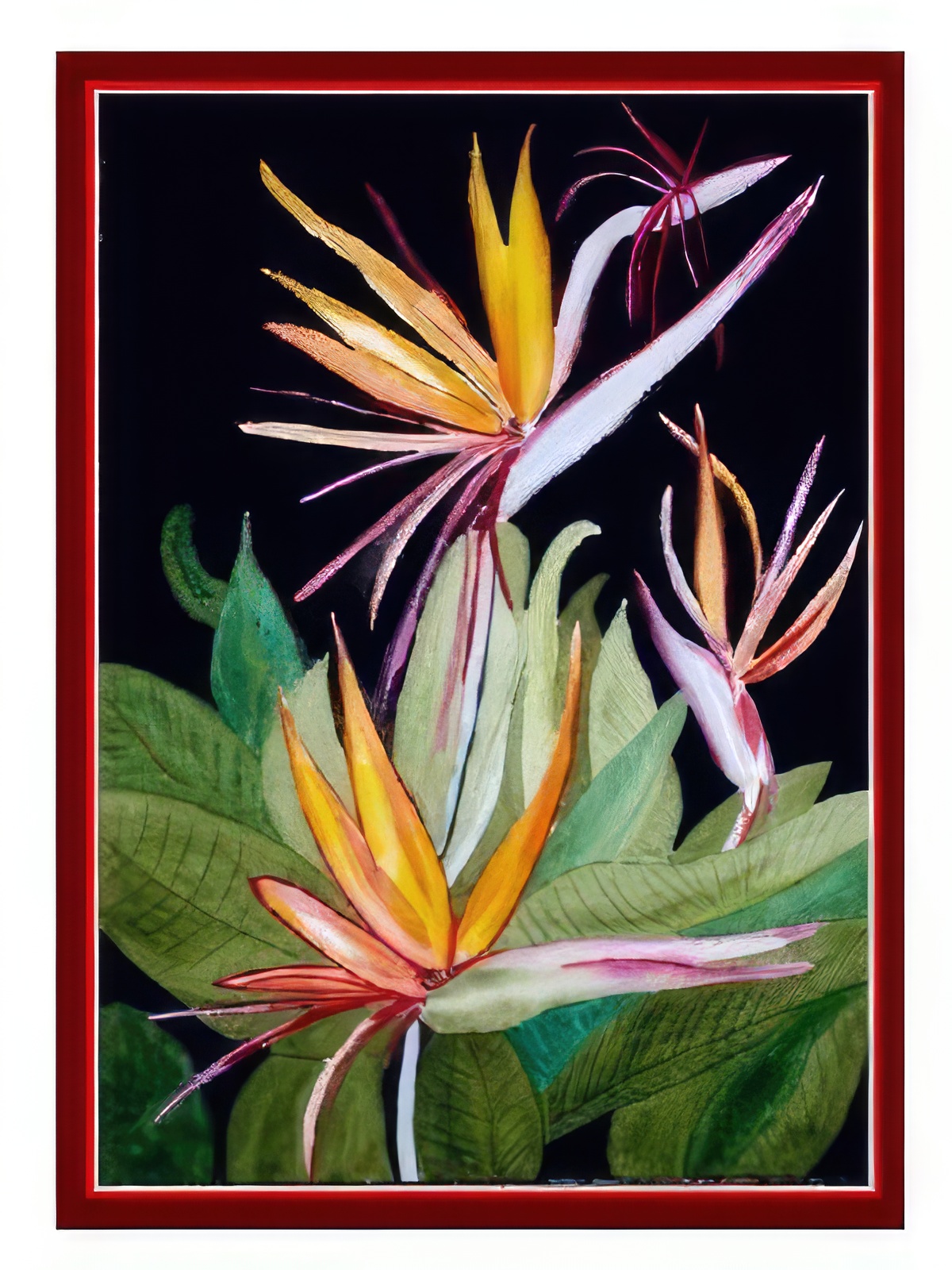 African Bird of Paradise