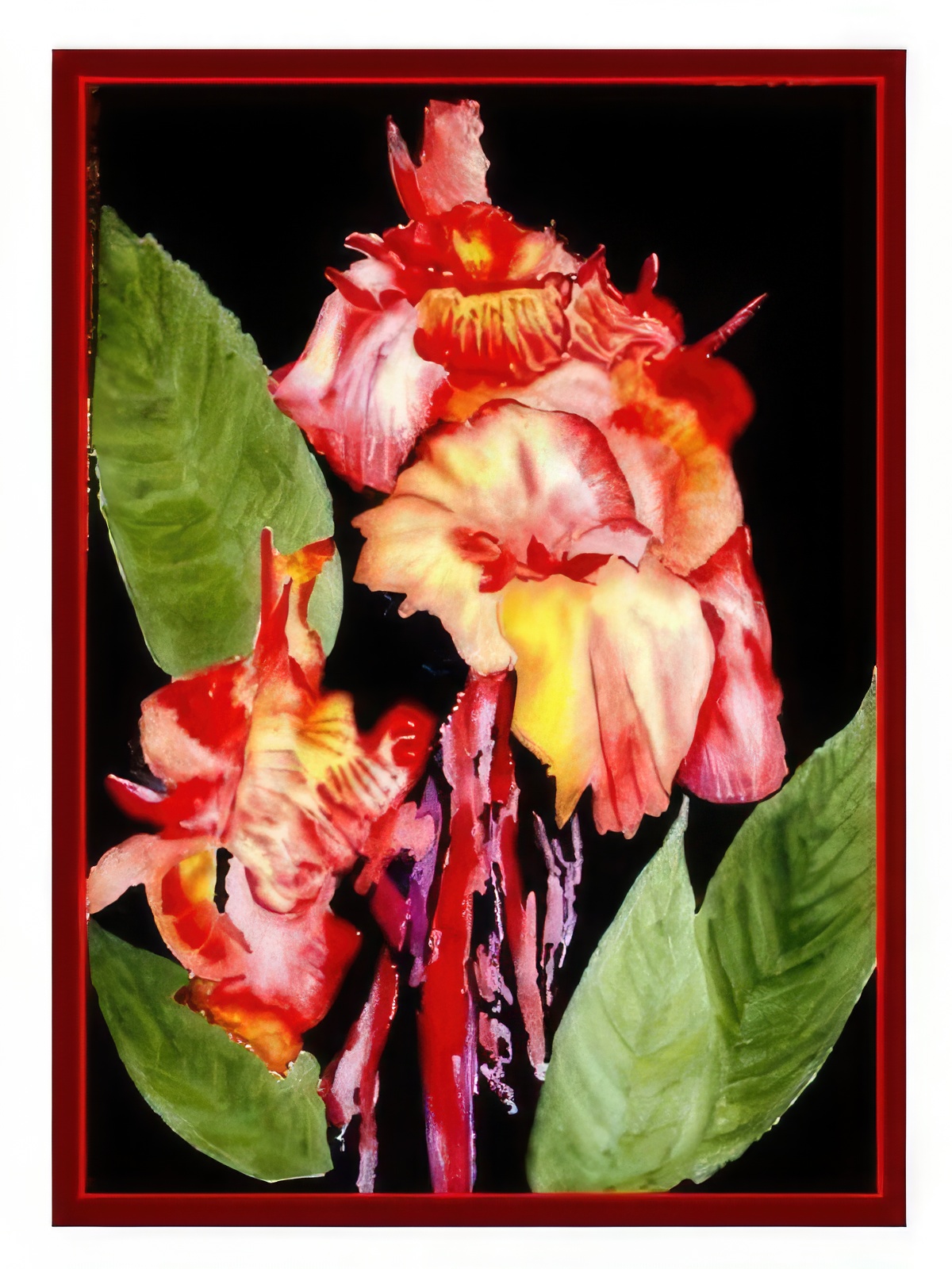 African Canna Lilies