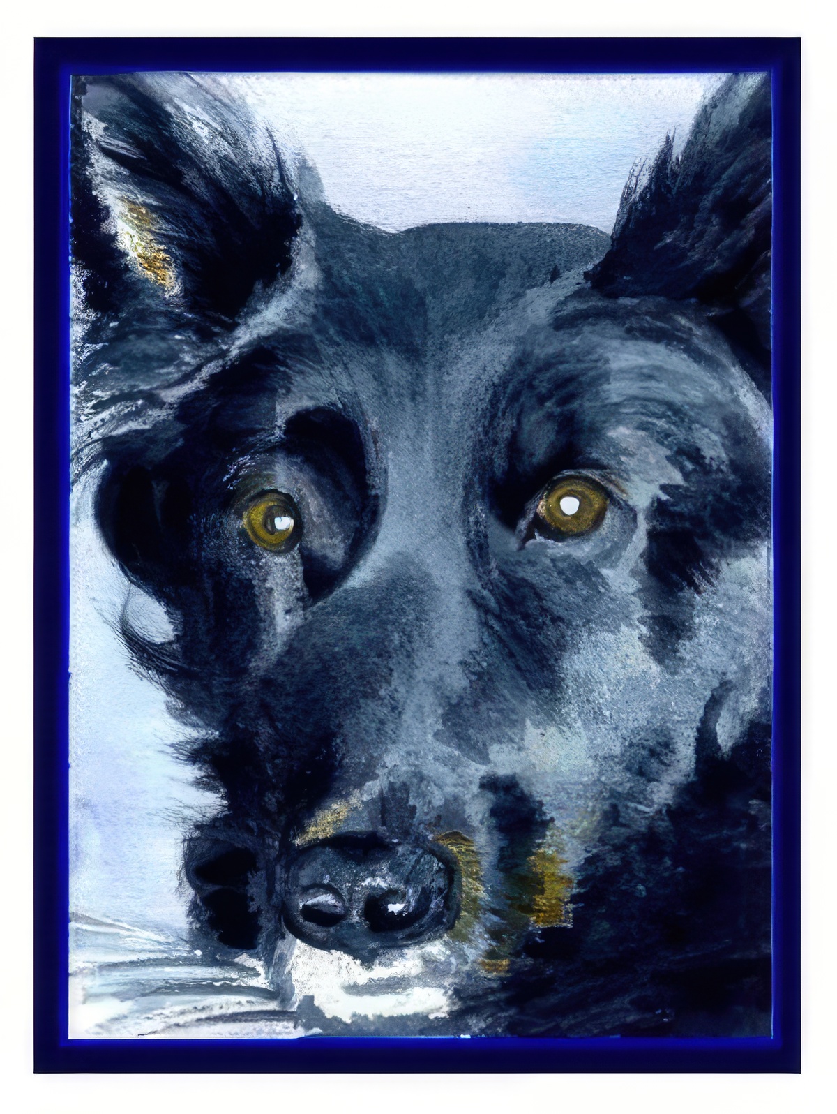 Bear, My Older Belgian Shepherd