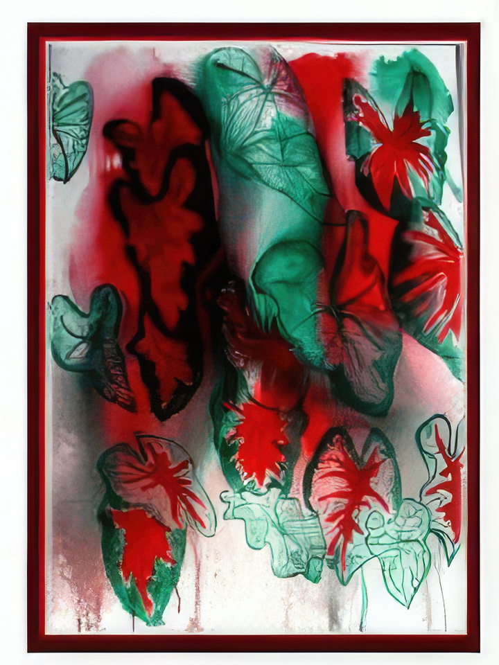 Caladium Leaves