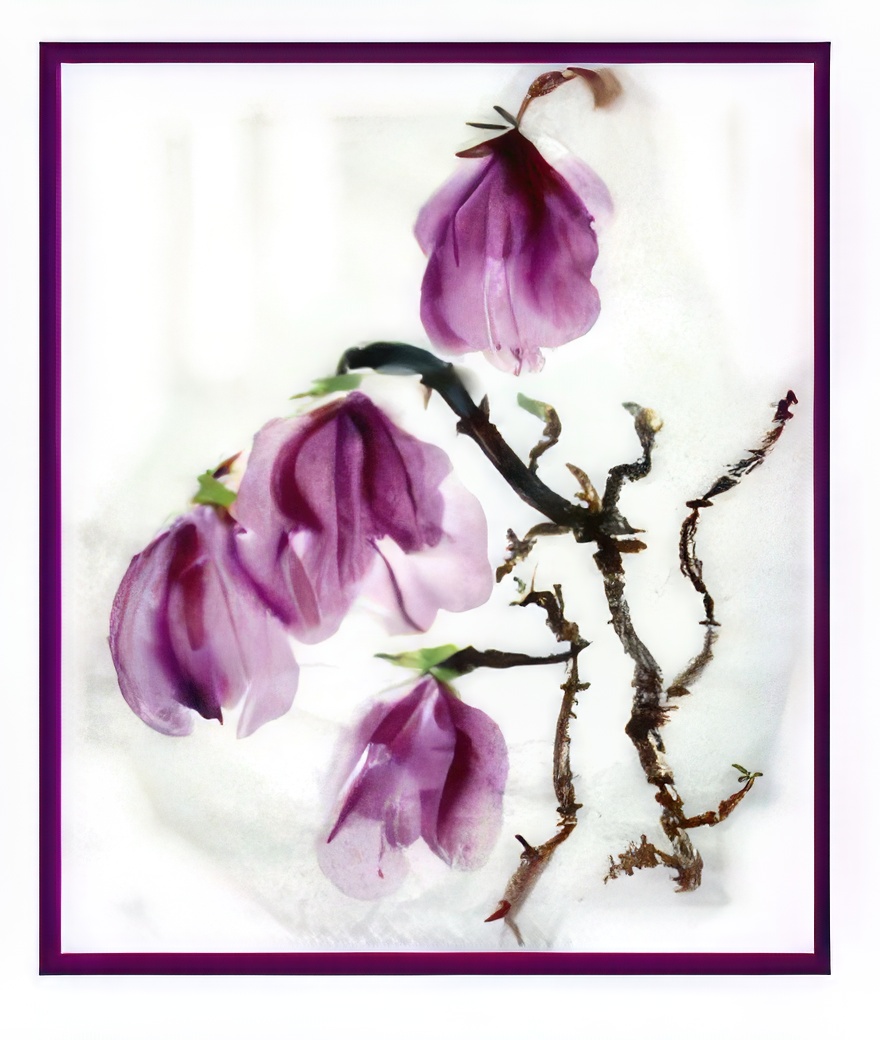 Chinese Painting Magnolias