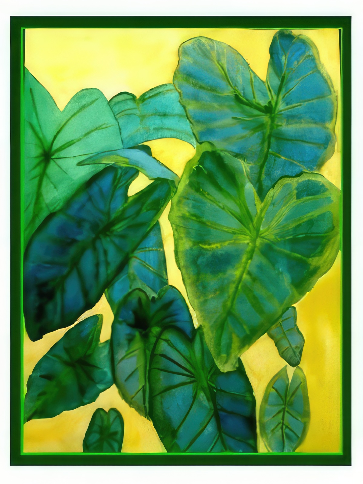 Elephant Ears