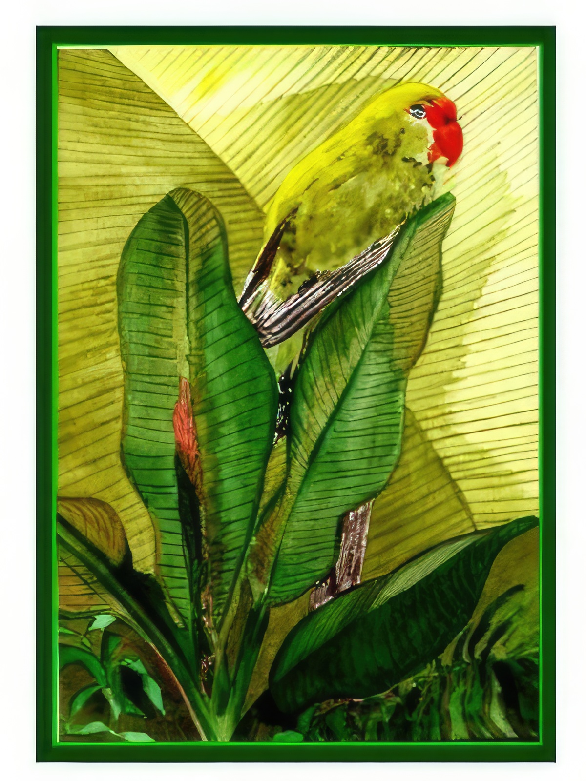 Ethiopian Lovebird on Banana Tree