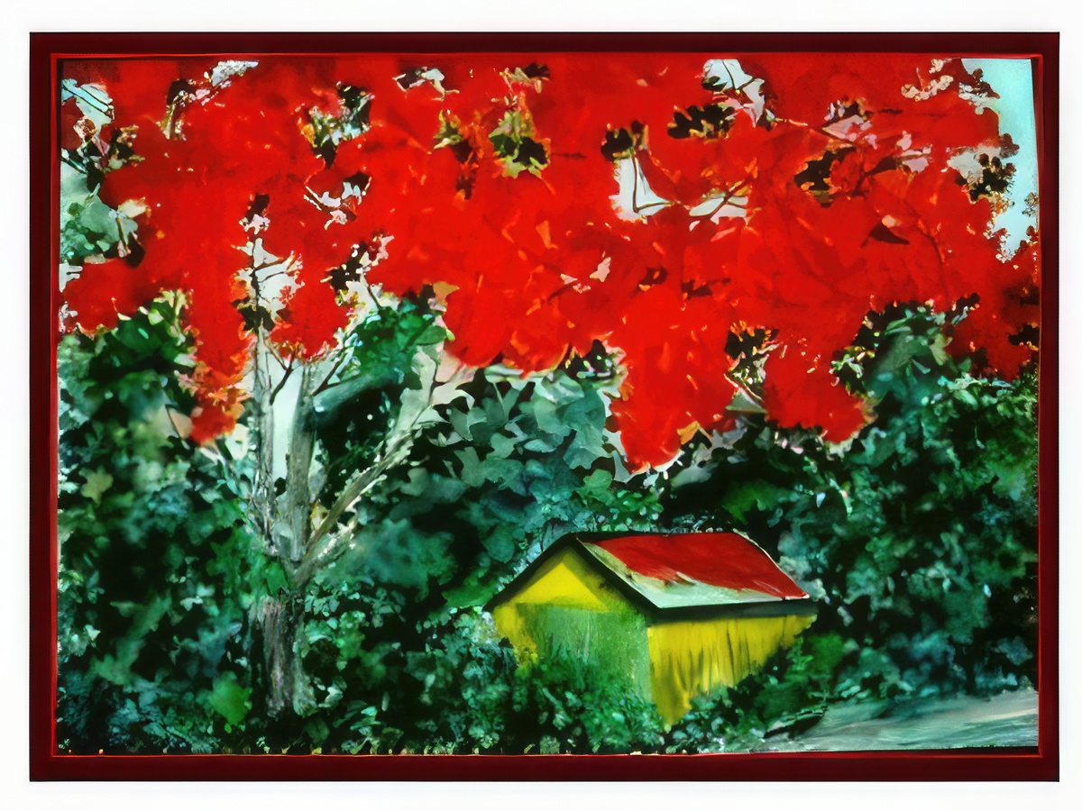 Puerto Rican Flamboyan Tree