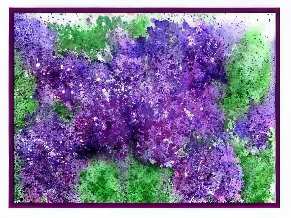 Lilacs