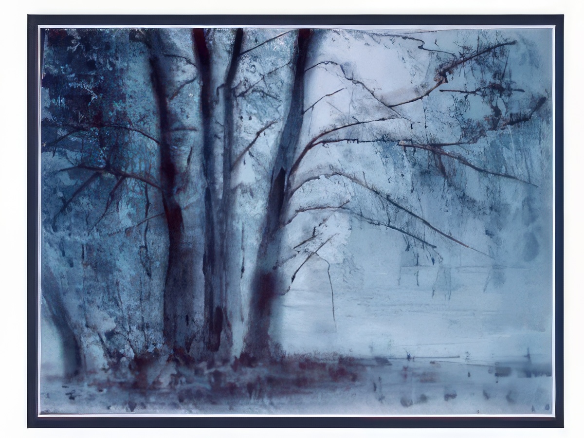Misty Woods