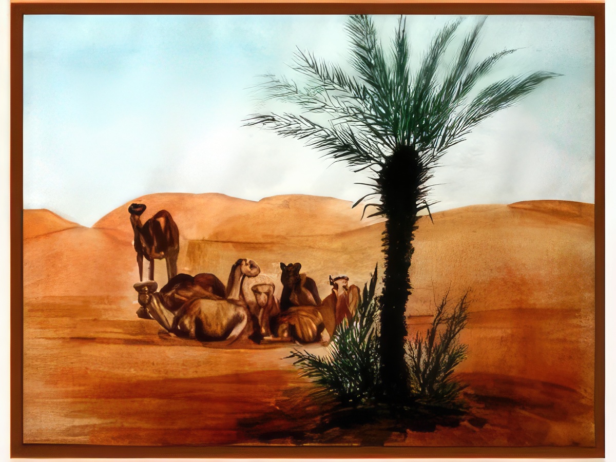 Moroccan Camels at Oasis