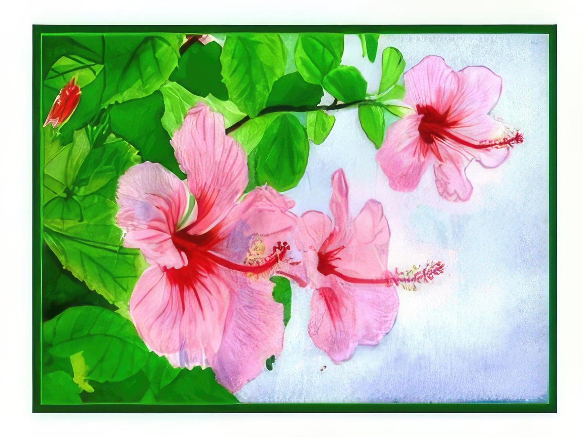 Pink Hibiscus