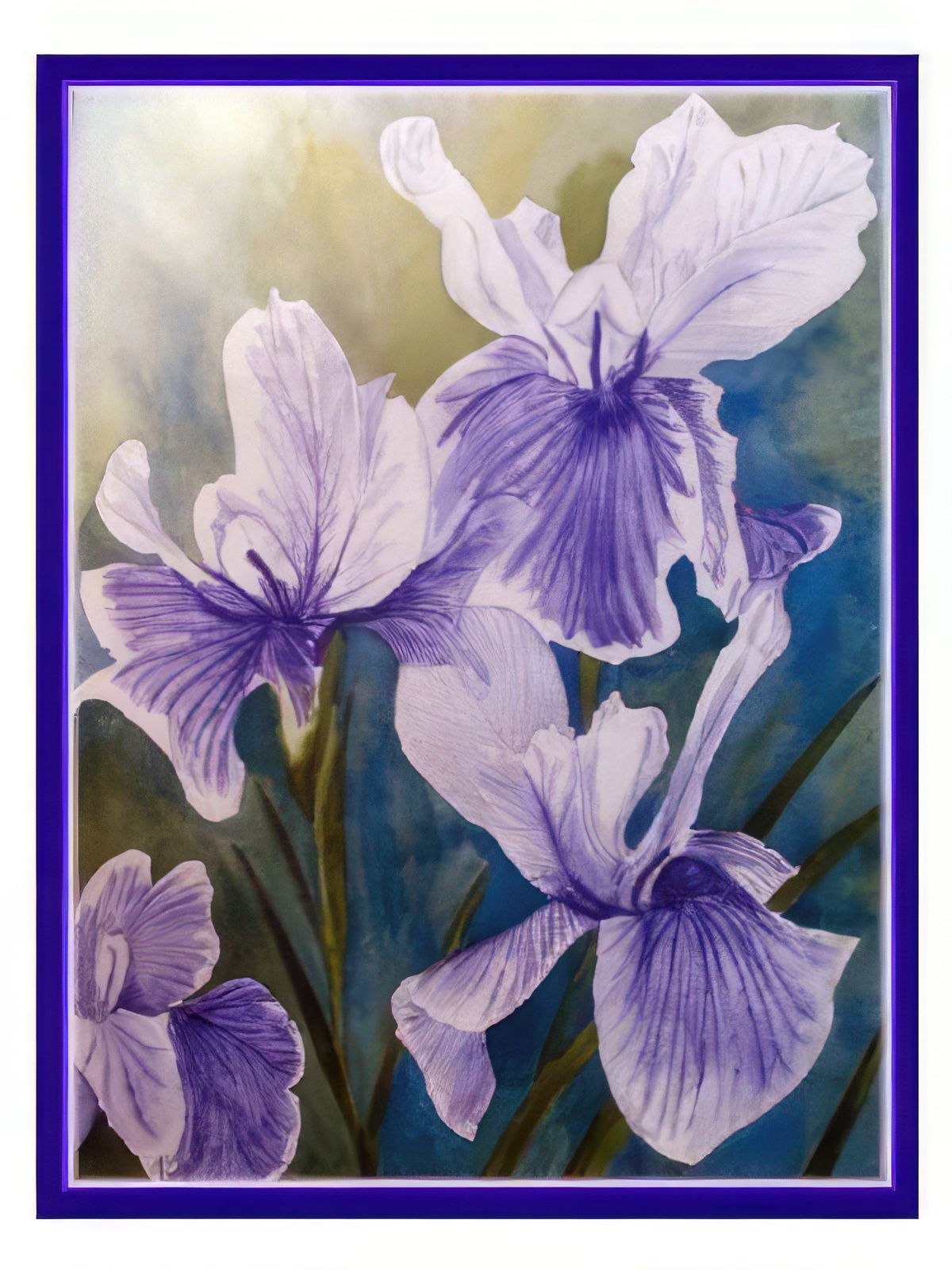 Purple and White Iris