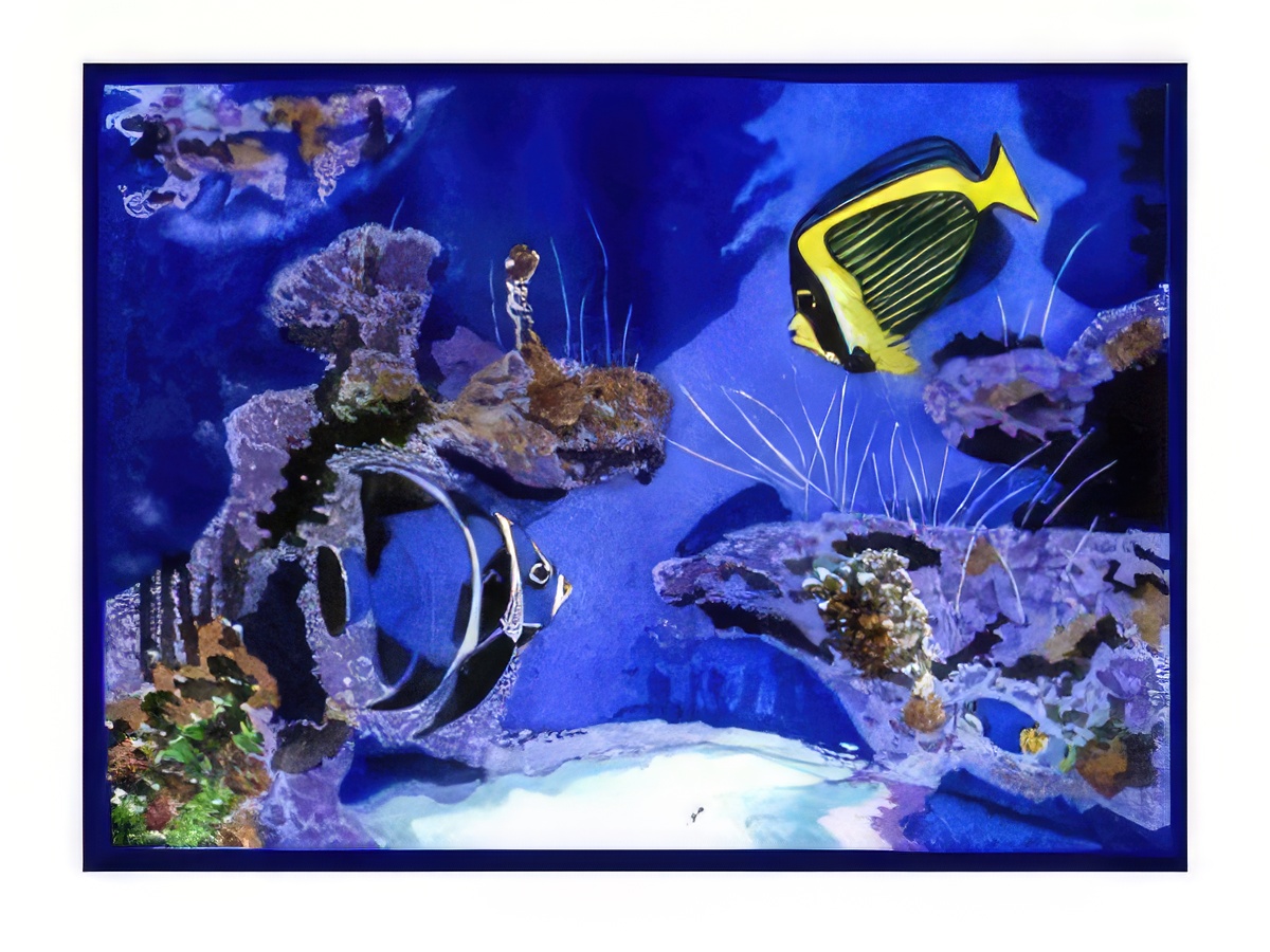 Tropical Fish