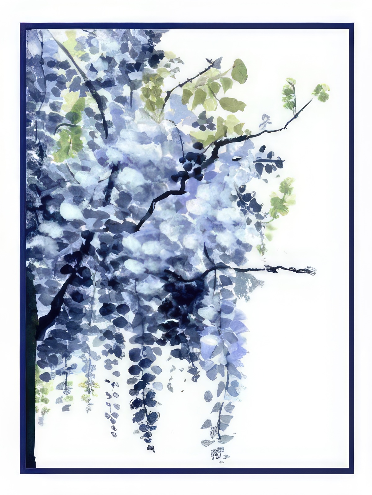 Chinese Wisteria