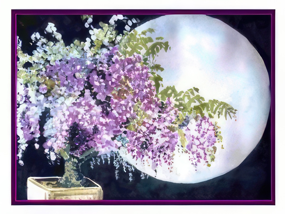 Wisteria Bonsai
