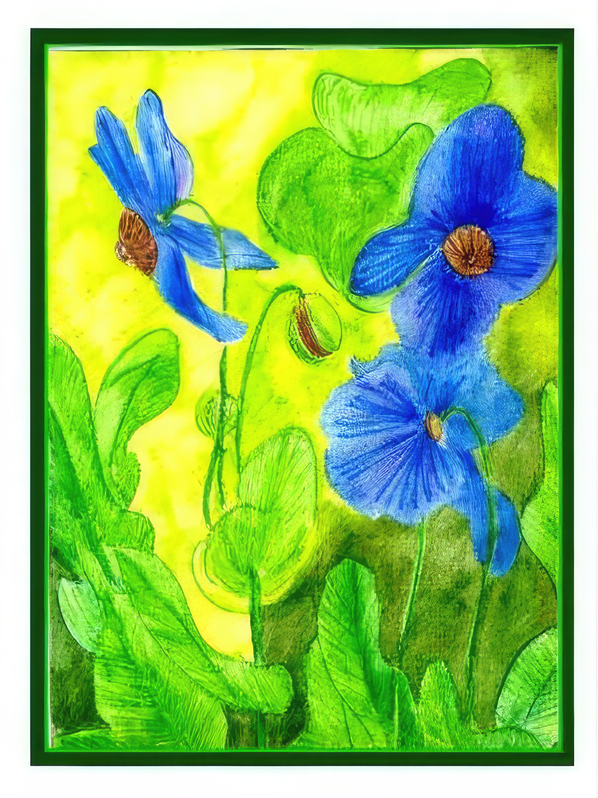 Blue Himalayan Poppies