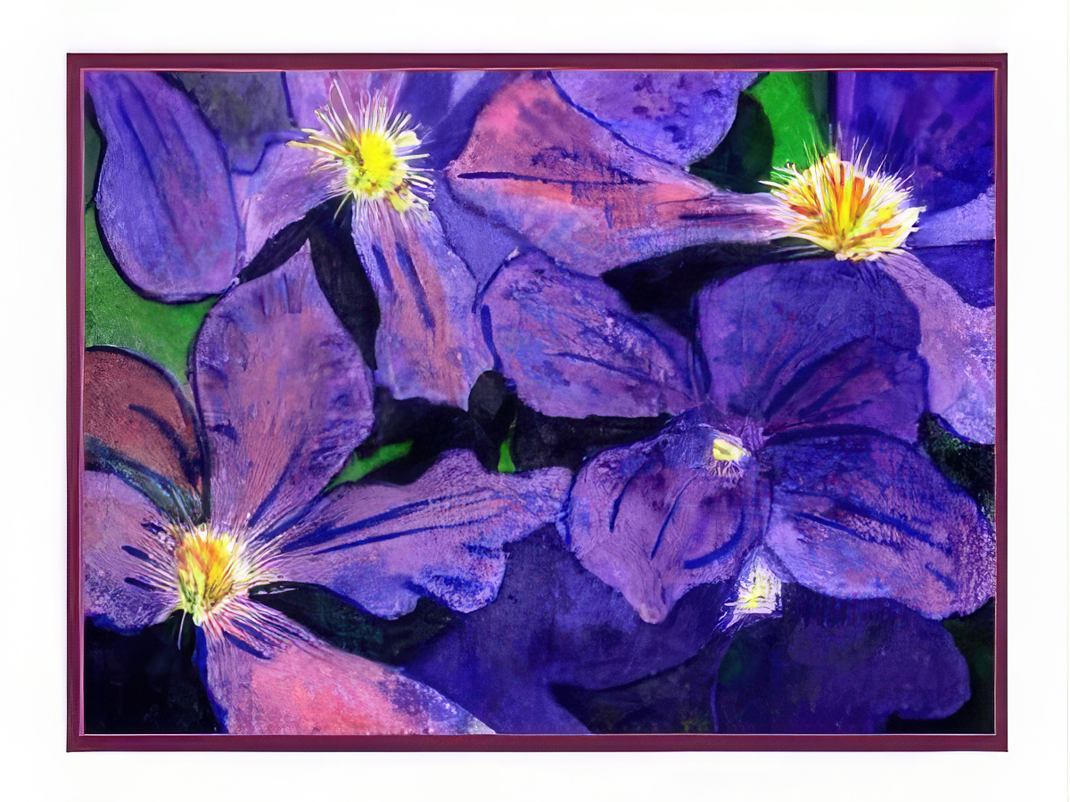 Purple Clematis