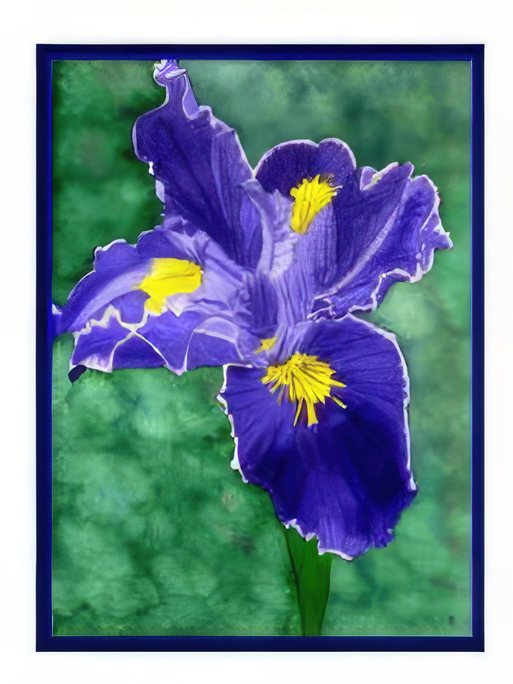 Purple Iris