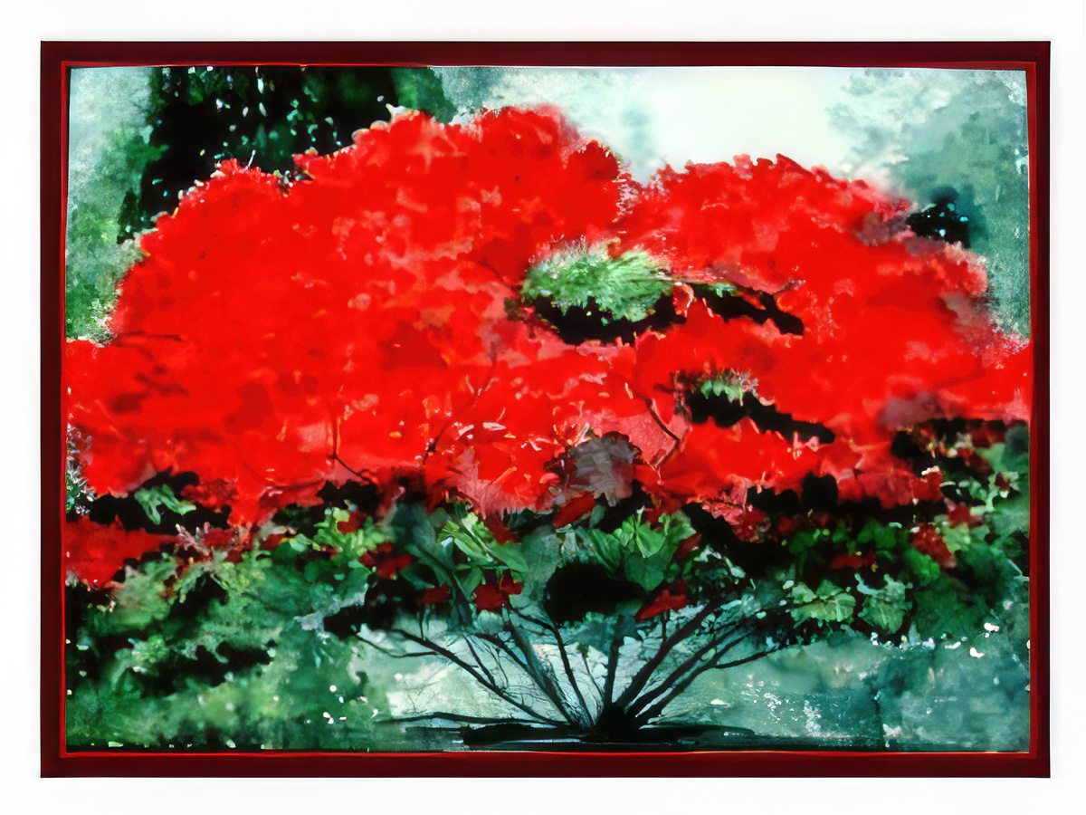 Flamboyan Tree