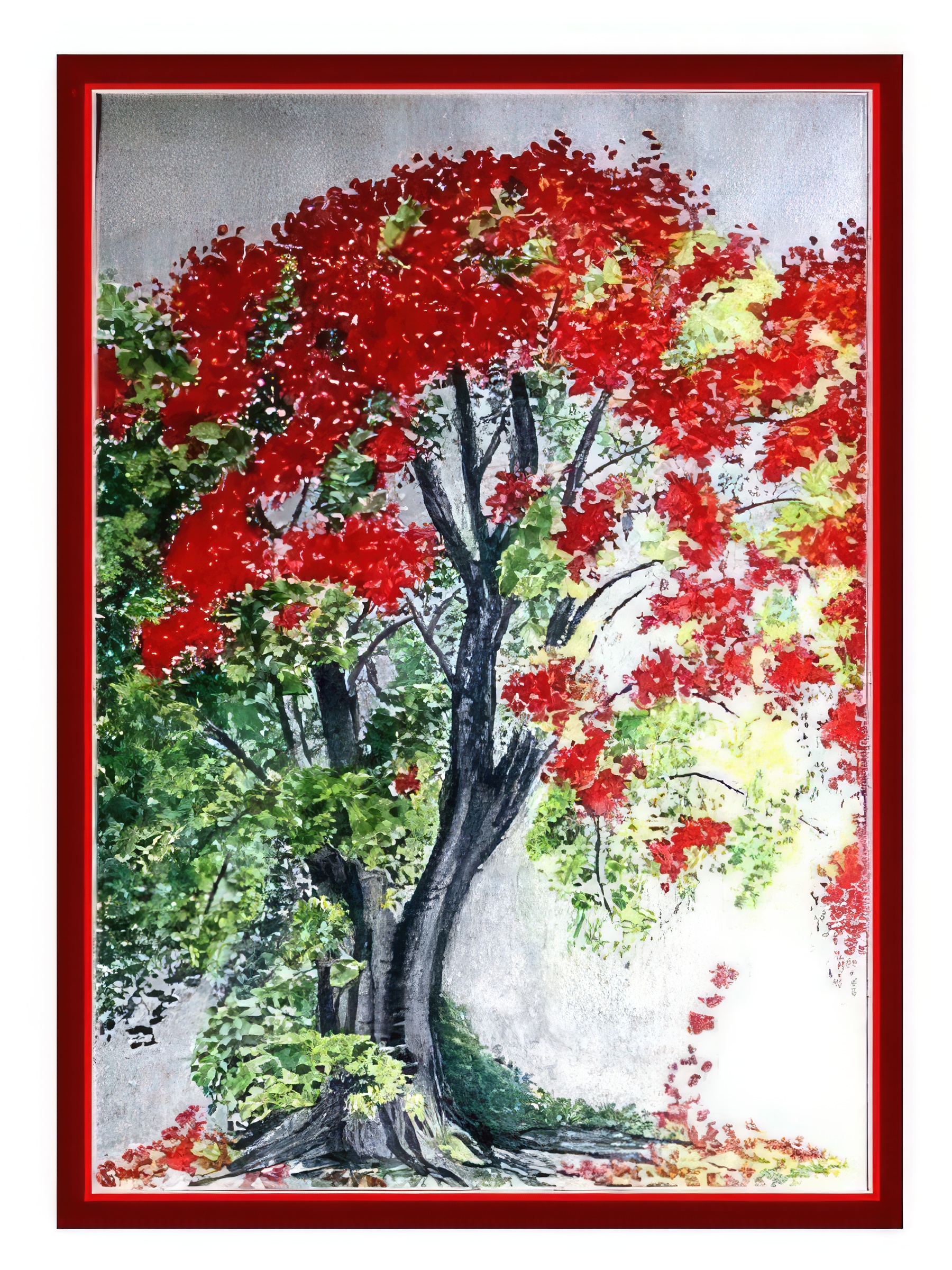 Flamboyan Tree
