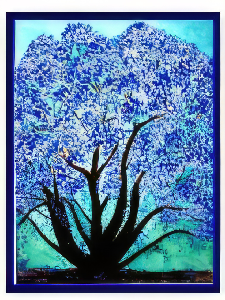 Jacaranda Tree