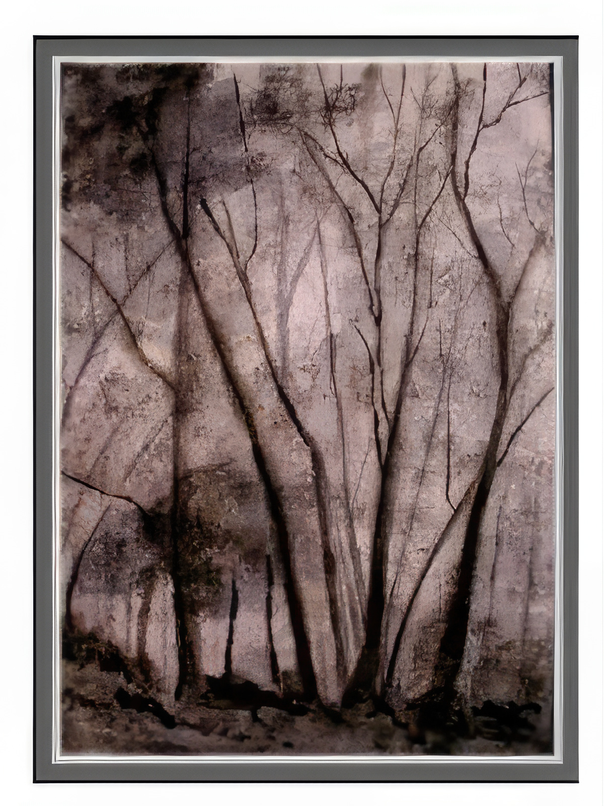 Sepia Woods